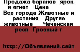 Продажа баранов, ярок и ягнят › Цена ­ 3 500 - Все города Животные и растения » Другие животные   . Чеченская респ.,Грозный г.